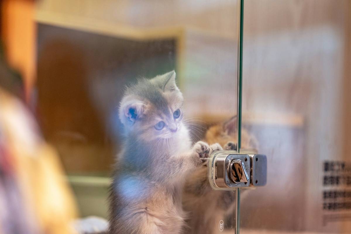 A dog wearing smart clothing with integrated GPS technology