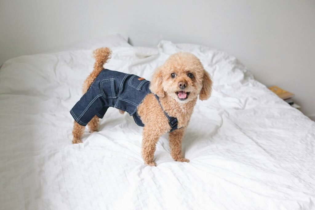 Adjustable Temperature Zones in Smart Pet Clothing: The Ultimate Guide for Pet Parents