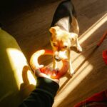 Energy-Efficient Designs in Smart Clothing for Pets: The Ultimate Guide