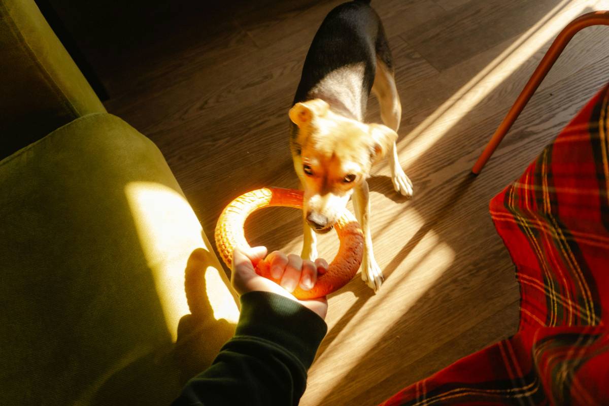 Energy-Efficient Designs in Smart Clothing for Pets: The Ultimate Guide