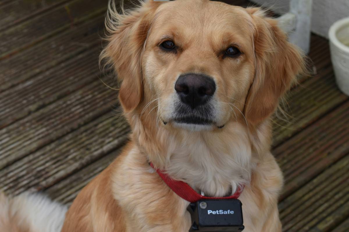 How Smart Clothing with Long-Distance GPS Signals Keeps Your Pet Safe