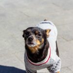 Lightweight Construction in Smart Pet Clothing: The Ultimate Guide to Comfort and Style