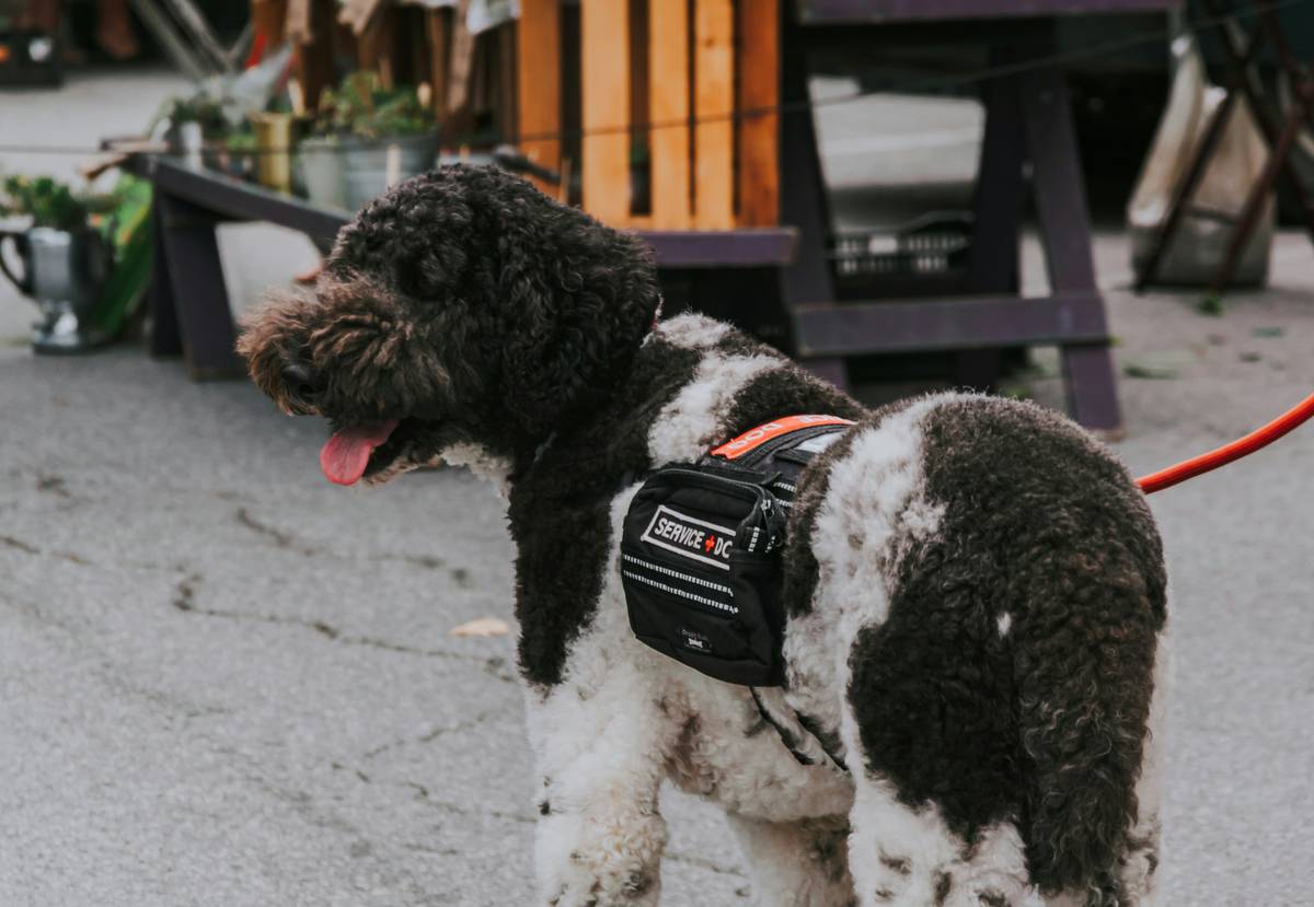 Travel Distance Tracking: The Ultimate Guide to Smart Clothing for Pets