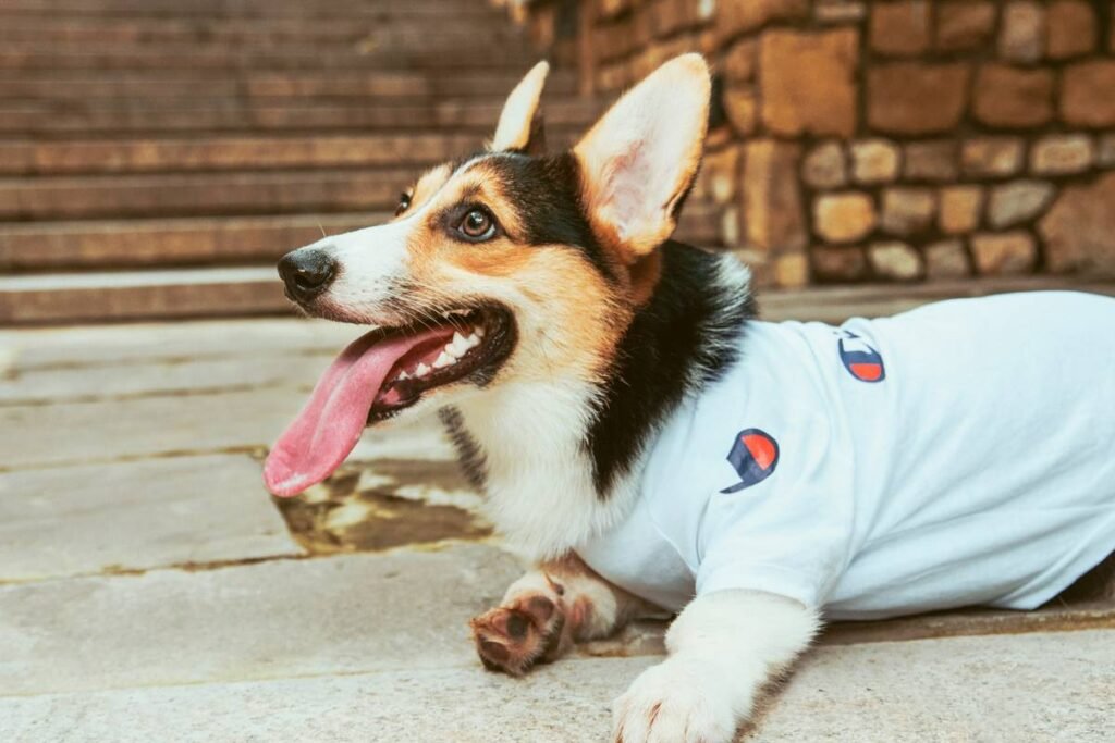 Unleashing Comfort: How Thermal Comfort Ratings Are Revolutionizing Smart Pet Clothing