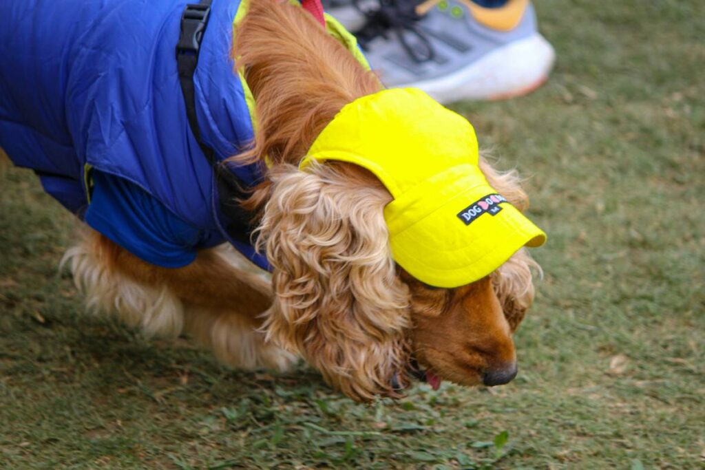 Why Adjustable Straps and Bands Are a Game-Changer for Smart Pet Clothing