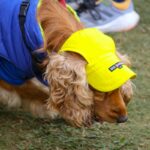 Why Adjustable Straps and Bands Are a Game-Changer for Smart Pet Clothing