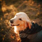 Why Soft Lining Materials Are a Game-Changer for Smart Pet Clothing