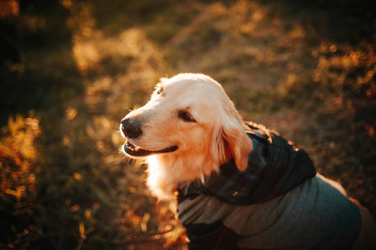 Why Soft Lining Materials Are a Game-Changer for Smart Pet Clothing