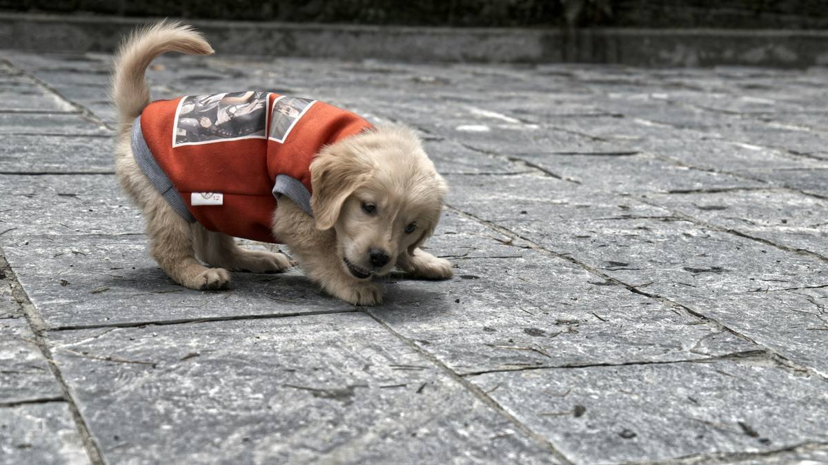 A dog wearing a comfortable smart vest designed for long-term use
