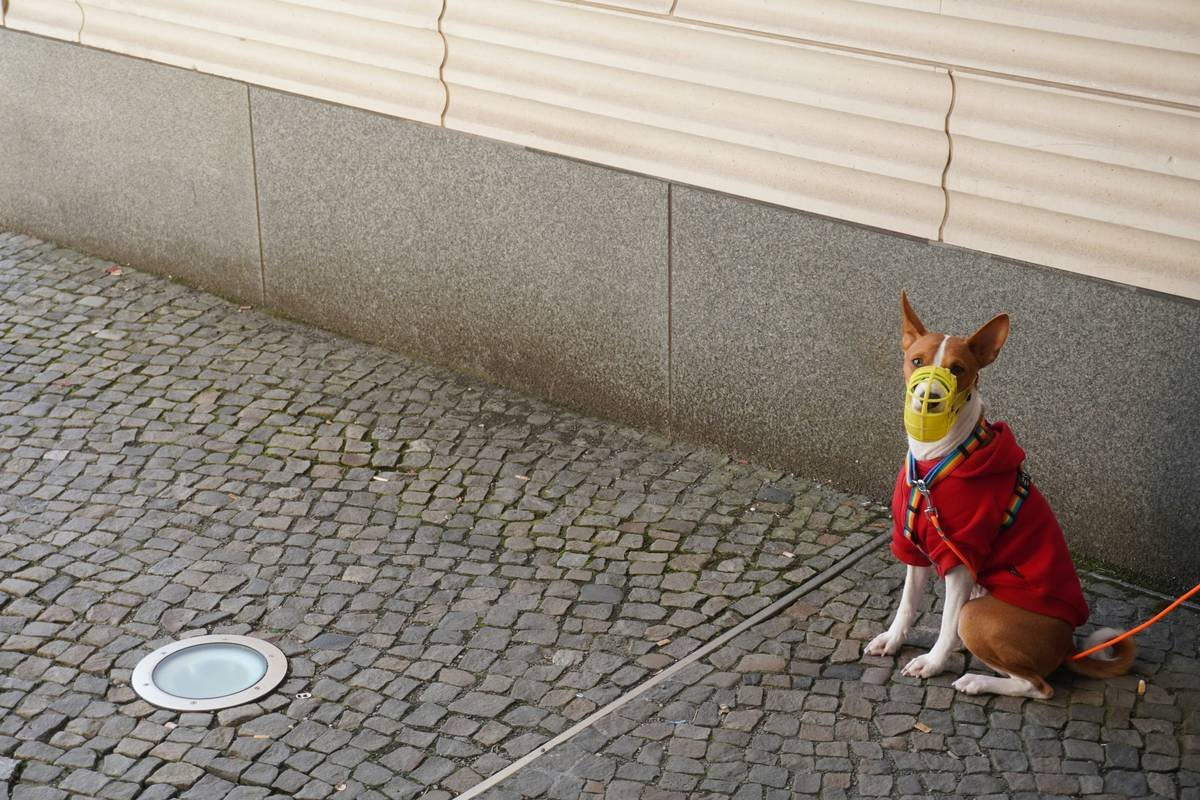 A dog wearing smart pet clothing with integrated route recording features, showcasing the latest in pet technology.