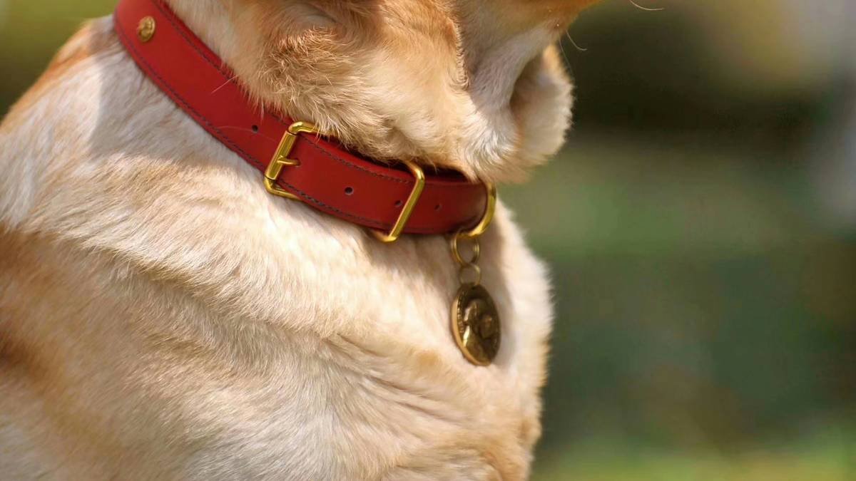 A golden retriever wearing smart clothing with a built-in GPS tracker