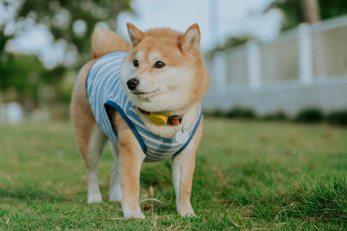 A happy dog wearing moisture-wicking clothing, enjoying a walk in the park.