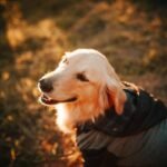 Moisture-Wicking Properties: The Secret to Smart and Comfortable Pet Clothing