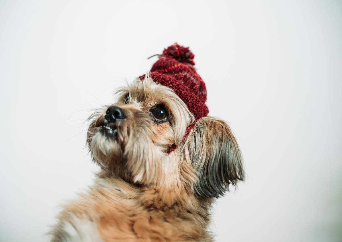 Warmth Retention Layers: The Secret to Keeping Your Pet Cozy and Stylish