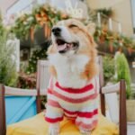 Why Breathable Insulation is a Must for Your Pet's Smart Clothing