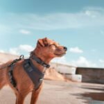 Adjustable Pet Clothing: The Smart, Snug Fit Every Dog (and Cat!) Deserves