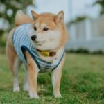Adjustable Straps and Bands: The Secret to Comfort, Safety & Style in Pet Smart Clothing