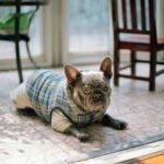 Adjustable Temperature Zones in Smart Pet Clothing: The Future of Furry Comfort