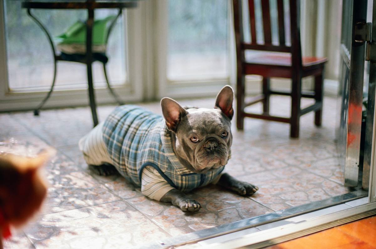 Adjustable Temperature Zones in Smart Pet Clothing: The Future of Furry Comfort