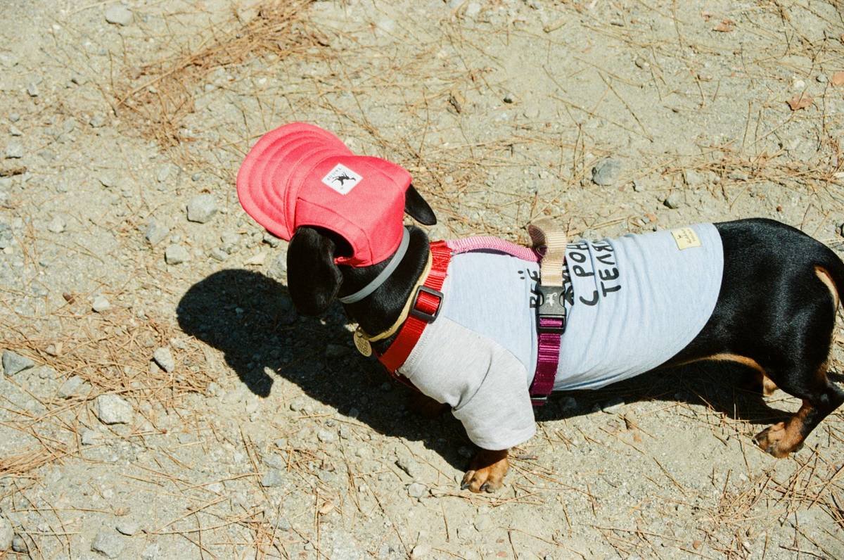 Cooling Fabric Technology: The Smart Clothing Breakthrough Every Pet Parent Needs This Summer