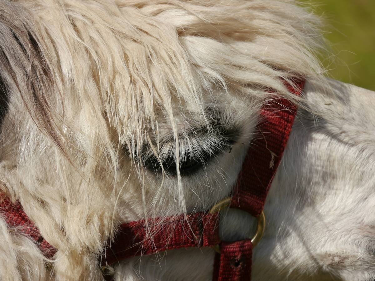 Diagram showing correct placement of adjustable straps on dog smart vest: neck band, chest girth band, and torso stabilizer with labeled measurement points