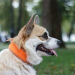 GPS Collar Integration: How Smart Clothing for Pets Is Solving Lost-Dog Panic Forever