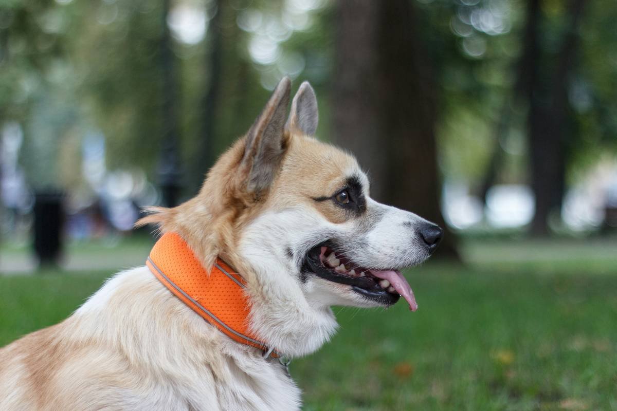 GPS Collar Integration: How Smart Clothing for Pets Is Solving Lost-Dog Panic Forever