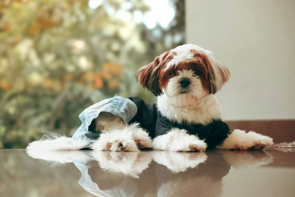 Heating Element Integration in Smart Pet Clothing: Comfort, Safety & Tech That Actually Works