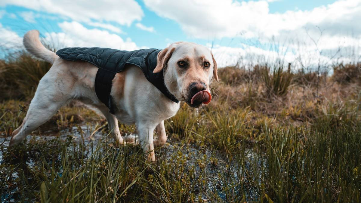 Infographic comparing evaporative pet vests vs. advanced cooling fabric technology showing duration of effect, weight gain when wet, and core temp reduction