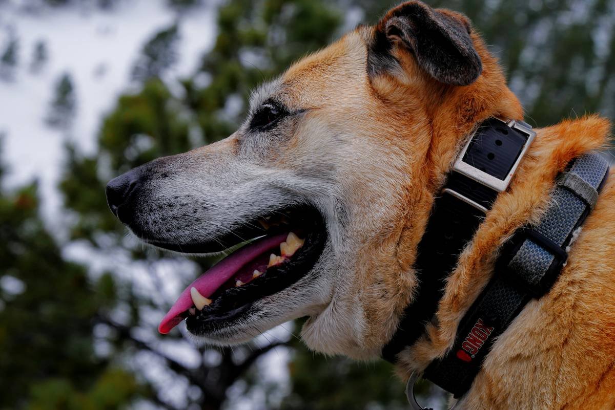 Infographic comparing GPS collar failure points vs. smart clothing integration showing reduced detachment risk