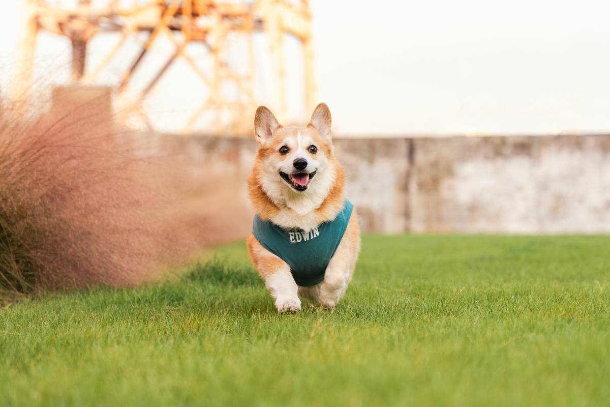 Is Your Dog’s Outfit Doing More Harm Than Good? The Truth About Ergonomic Pet Wear