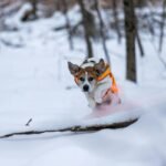 Is Your Pup Freezing on Winter Walks? Why a Smart Heating Pet Vest Might Be Their New Lifesaver
