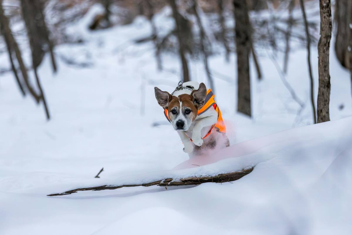 Is Your Pup Freezing on Winter Walks? Why a Smart Heating Pet Vest Might Be Their New Lifesaver