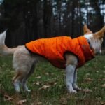 Is Your Pup Overheating or Shivering? Why Climate Controlled Pet Wear Might Be the Smartest Upgrade Yet