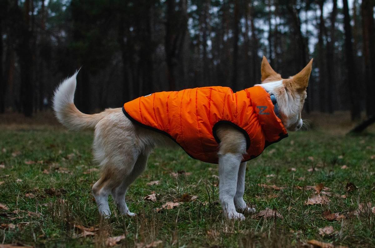 Is Your Pup Overheating or Shivering? Why Climate Controlled Pet Wear Might Be the Smartest Upgrade Yet