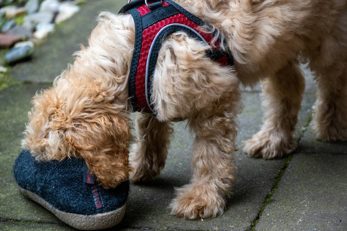 Pet-Specific Sizing Charts: Why Your Dog’s Smart Vest Fits Like a Sock on a Rooster (And How to Fix It)