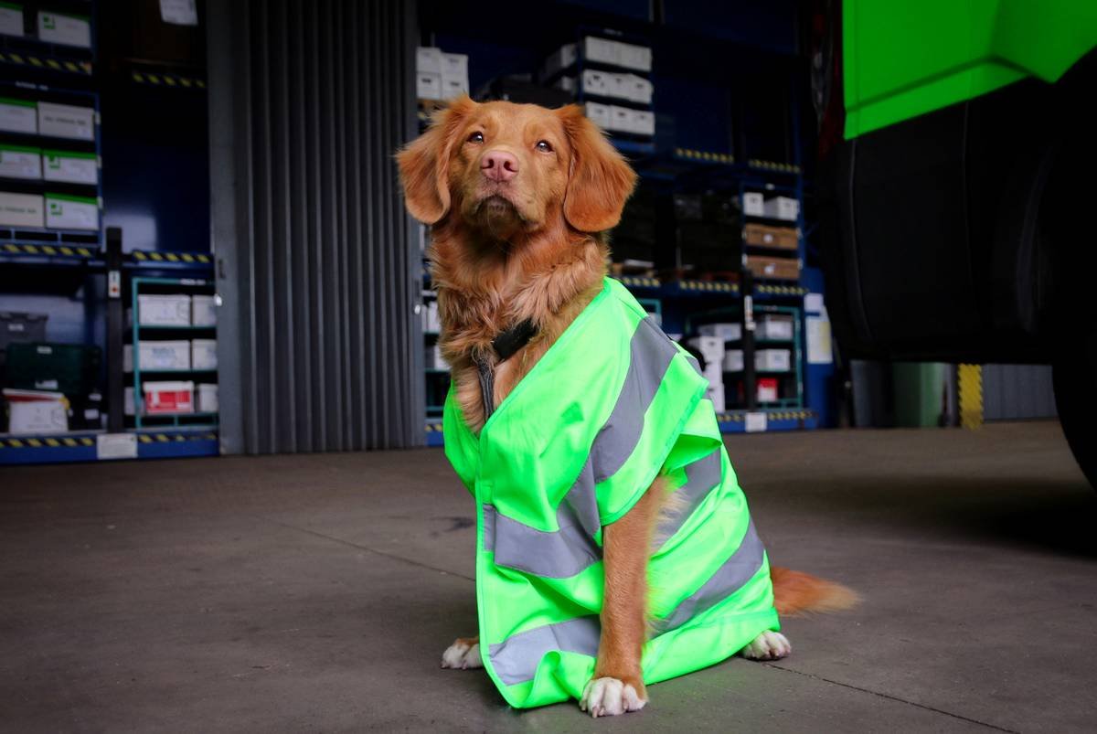 Real-Time Location Mapping for Pets: Why Smart Clothing Is Your Furry Friend’s New Best Safety Net