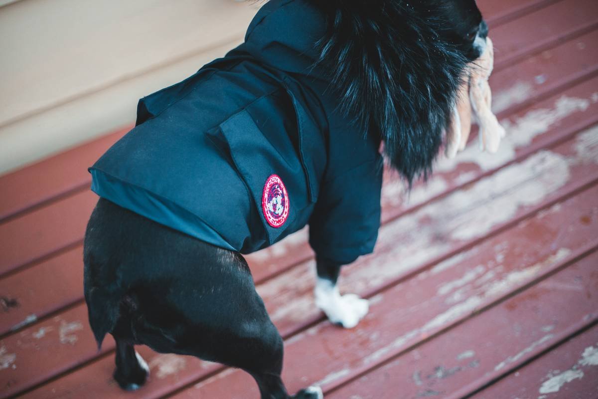 Side-by-side comparison: traditional pet sweater vs. smart breathable vest with seamless design and integrated sensors