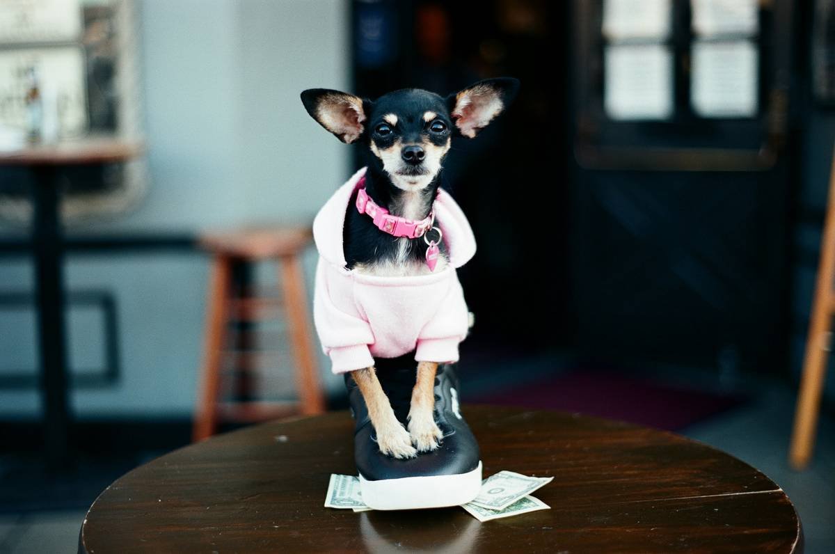 Side-by-side diagram showing moisture vapor transmission in breathable vs non-breathable pet jacket layers