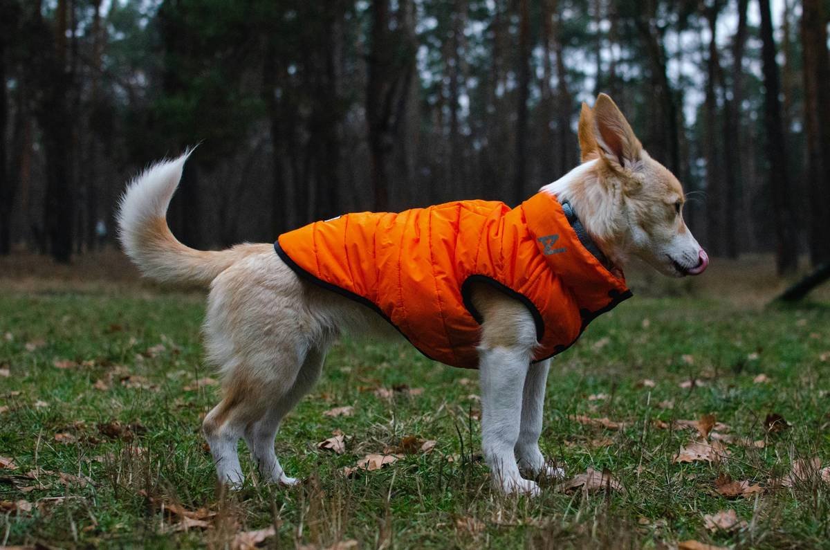 Smart Pet Clothing Comfort: Why Your Dog (Yes, Even That Grumpy One) Deserves It