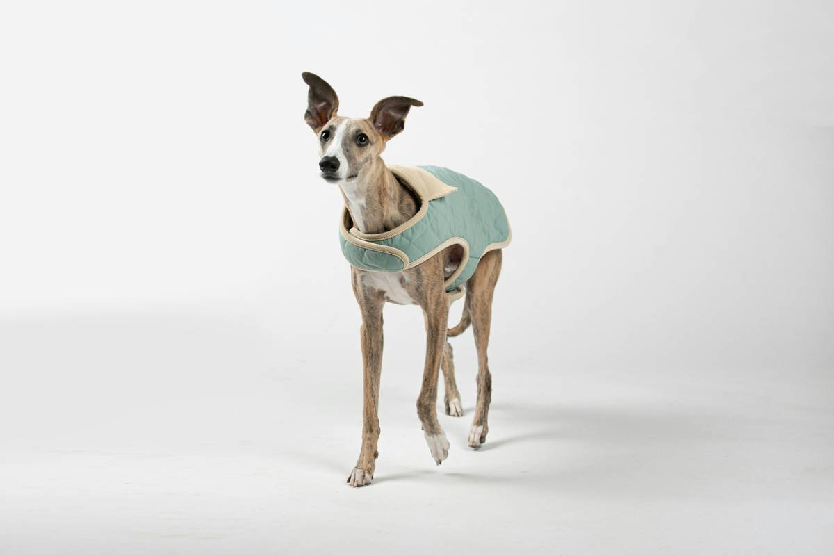 Why Stretchable Fabrics Are a Game-Changer for Smart Pet Clothing (and How to Choose the Right Ones)