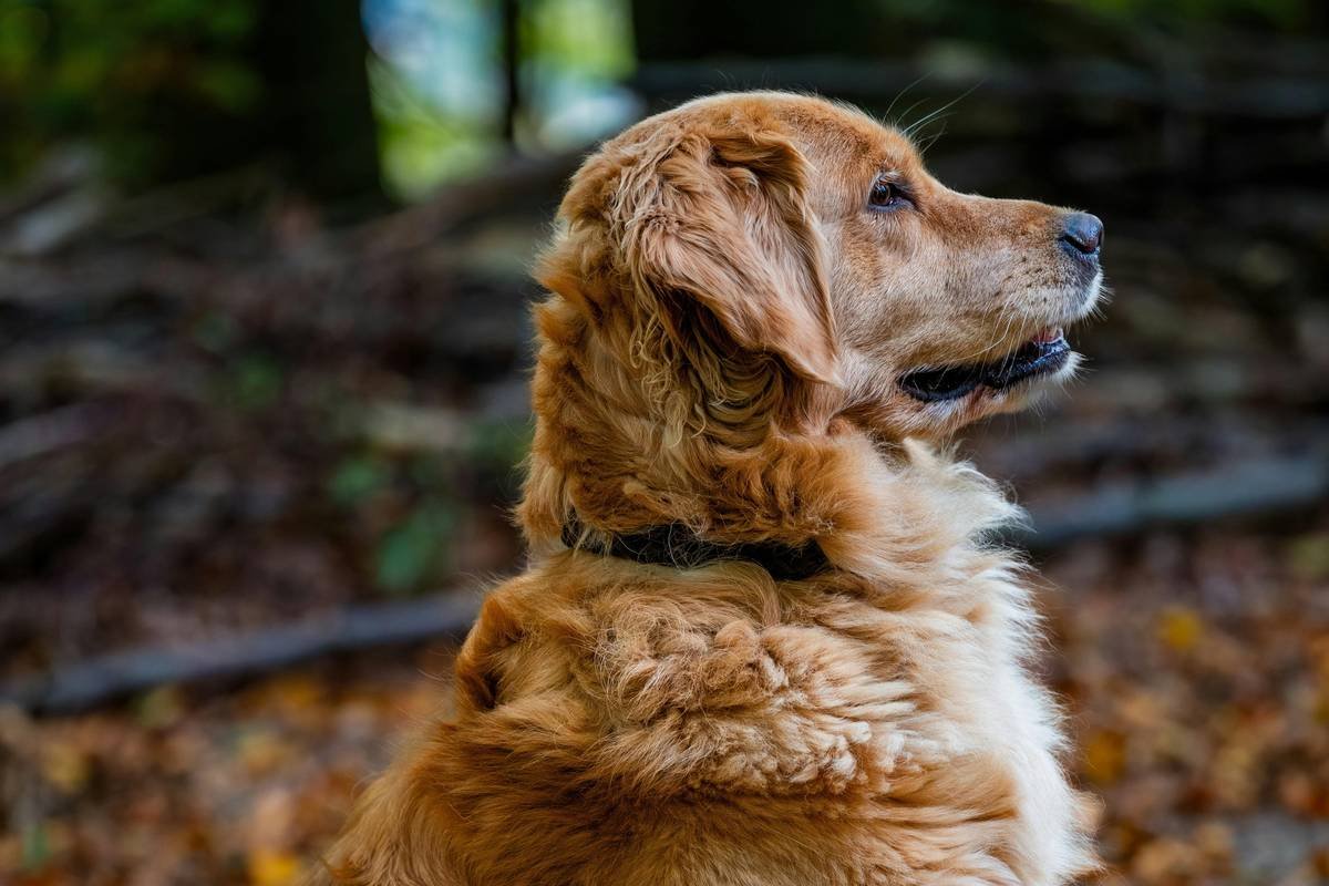 Why Your Dog’s Smart Coat Needs Breathable Insulation—And What Happens When It Doesn’t