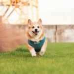 Why Your Pet’s Smart Clothing Needs Route Recording Features (And How to Use Them Right)