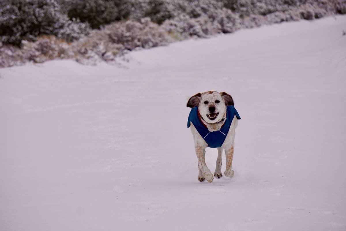 Before/after thermal image of dog wearing PCM cooling vest: shows 8°F surface temp reduction on chest area