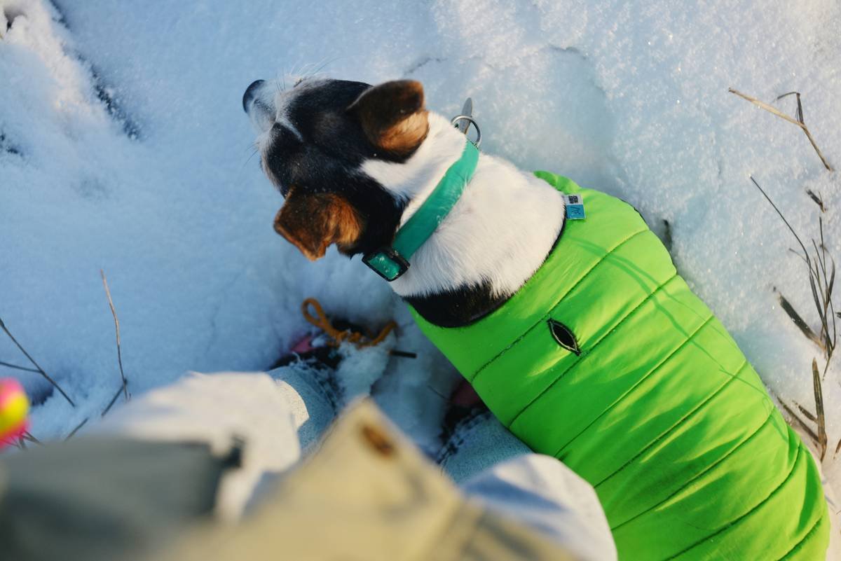 Before-and-after chart showing reduced canine core temperature spikes with smart climate wear during summer walks