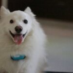 GPS Pet Harness Clothing: The Smart Way to Keep Your Furry Escape Artist Safe