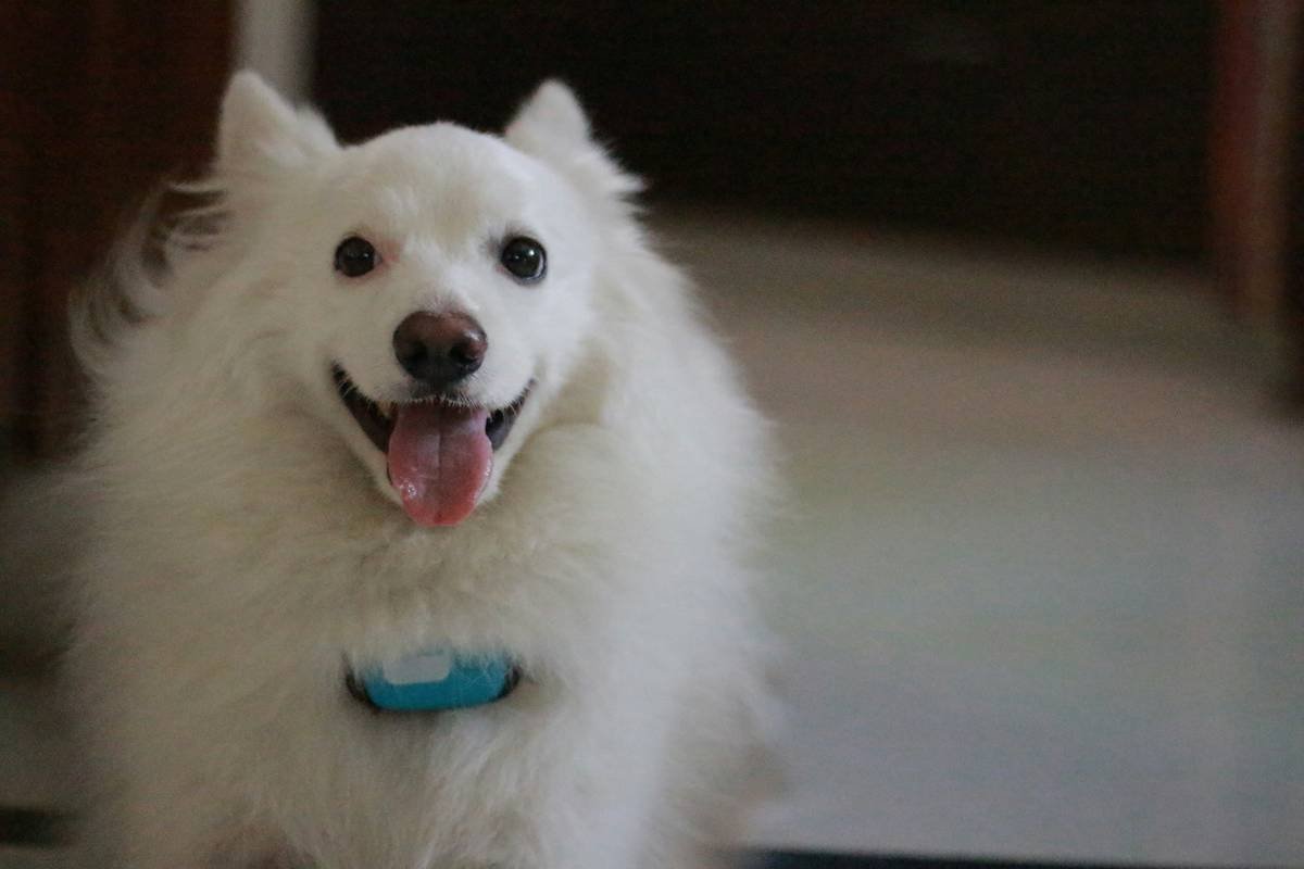 GPS Pet Harness Clothing: The Smart Way to Keep Your Furry Escape Artist Safe