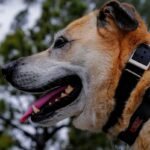 GPS Pet Shirt: The Smart Clothing Revolution Every Worry-Free Pet Parent Needs