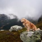 GPS Smart Dog Clothing: The Ultimate Guide to Keeping Your Pup Safe (Without the Bulk)