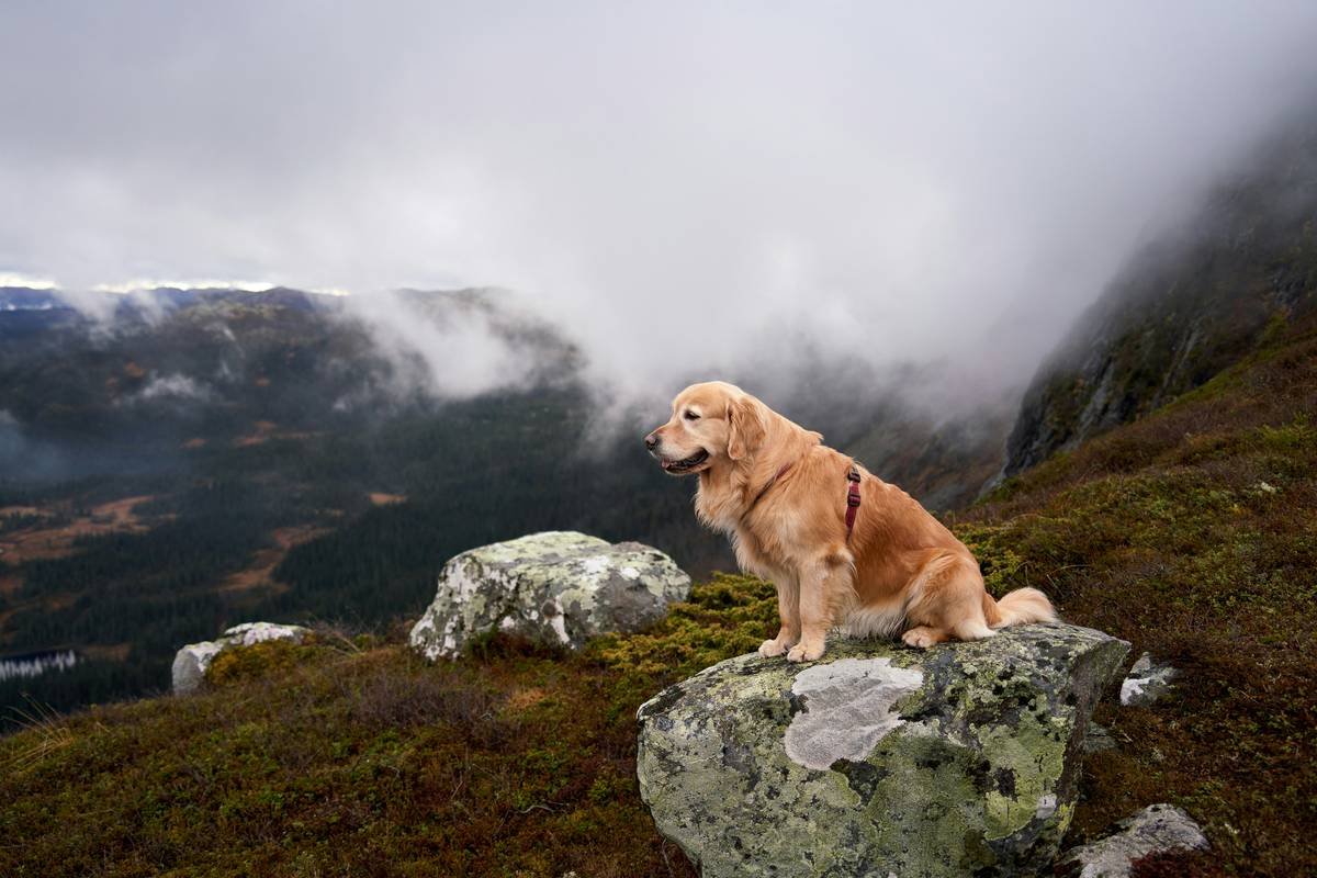 GPS Smart Dog Clothing: The Ultimate Guide to Keeping Your Pup Safe (Without the Bulk)